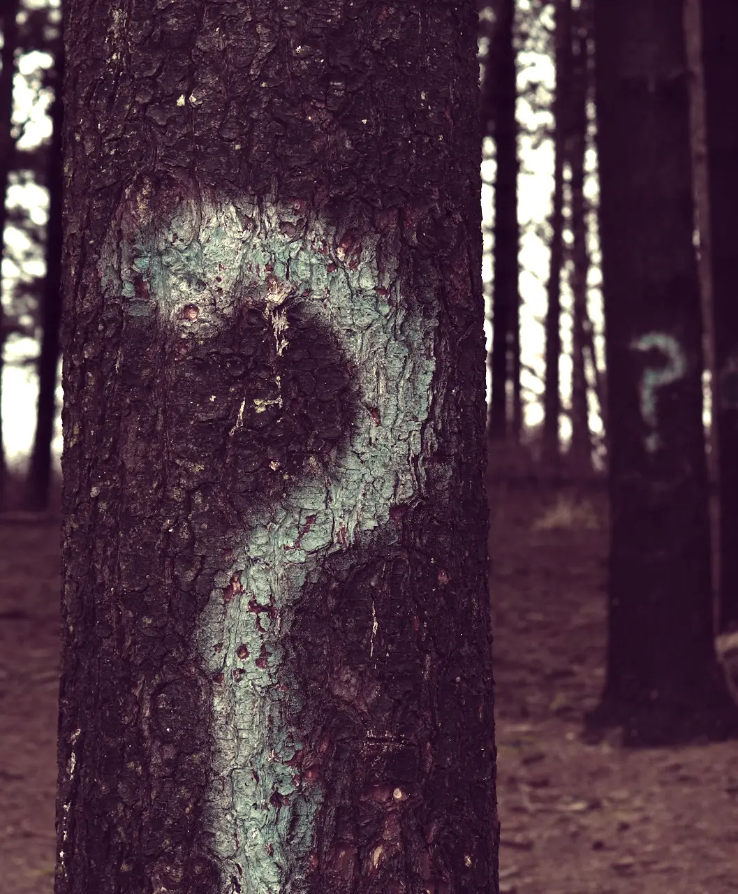 forest trees marked with question marks
